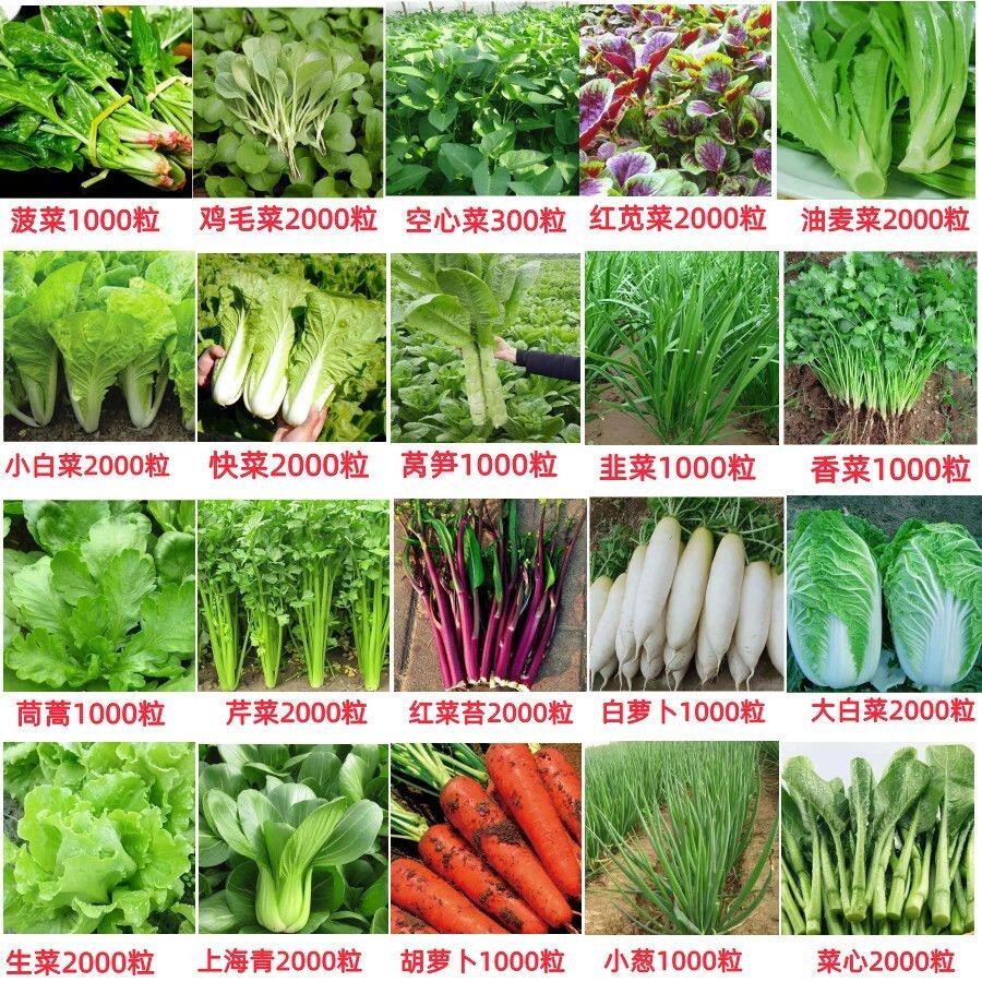 蔬菜种子四季播盆栽阳台庭院易种香菜黄瓜萝卜生菜秋季菜籽种大全