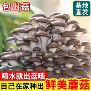 金针菇种包家庭菌种植蘑菇菌包可可食金针菇四季可植种植包教种植