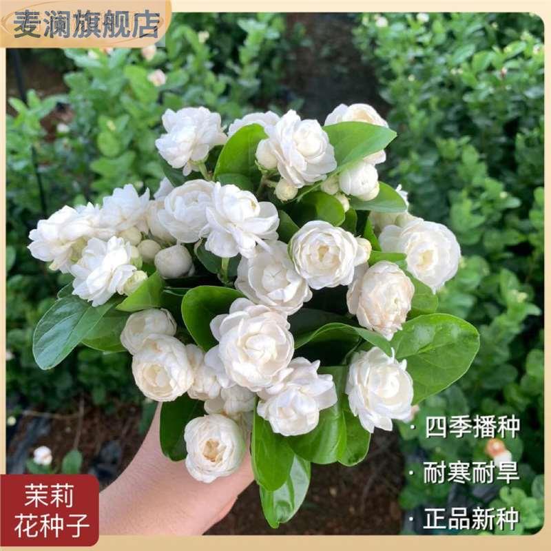 茉莉花种子易栽活易种耐寒重瓣茉莉花种子四季可种阳台盆浓香型