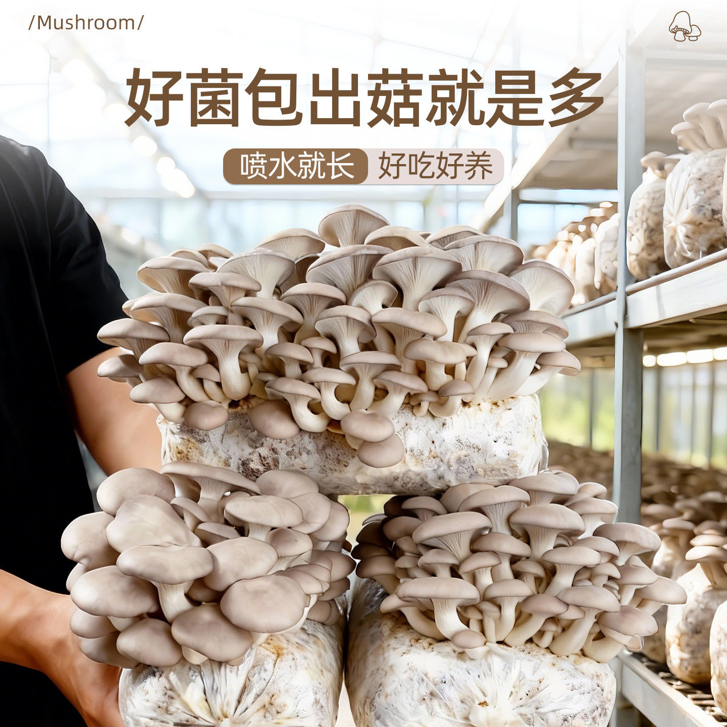香菇菌包袋装蘑菇种植包菌肥棒盆栽幼儿园实验食用家庭新鲜平菇菌