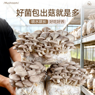 香菇菌包袋装蘑菇种植包菌肥棒盆栽幼儿园实验食用家庭新鲜平菇菌