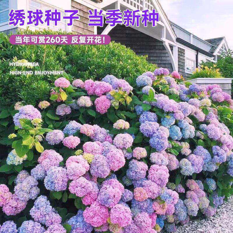 绣球花种子绣球花籽四季播种开花多年生花有机肥种植庭院易活室外