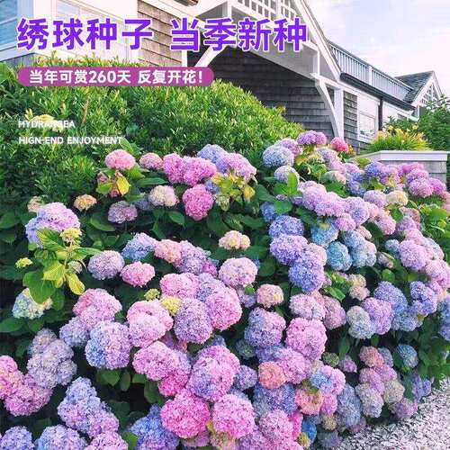 绣球花种子绣球花籽四季播种开花多年生花有机肥种植庭院易活室外