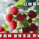 红树莓种子野草莓籽黑树莓种子原装 四季 蔬菜全种子大菜种子代