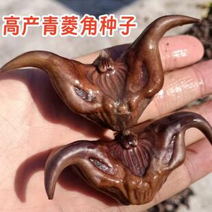 老菱角种子池塘水生植植物菱角种子种植青菱角种子蔬菜红菱角种苗