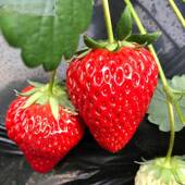 草莓苗四季 盆栽食用奶隋珠红颜白雪穴盘苗油果苗南北阳台种植好养