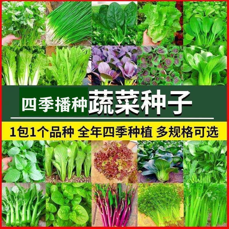 蔬菜种各种菜园花籽子椰菜茼蒿水果黄瓜萝卜冬瓜苦菊生菜种子