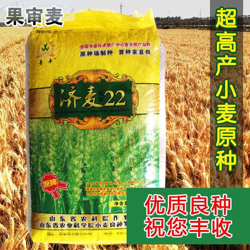 2济麦2小麦种子高产山东农科院育矮秆抗倒大穗原种优质冬小麦种子