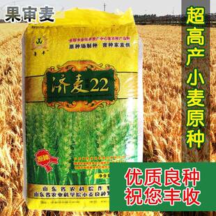 22济麦小麦种子高产山东农科院育矮秆抗倒大穗原种优质冬小麦种子