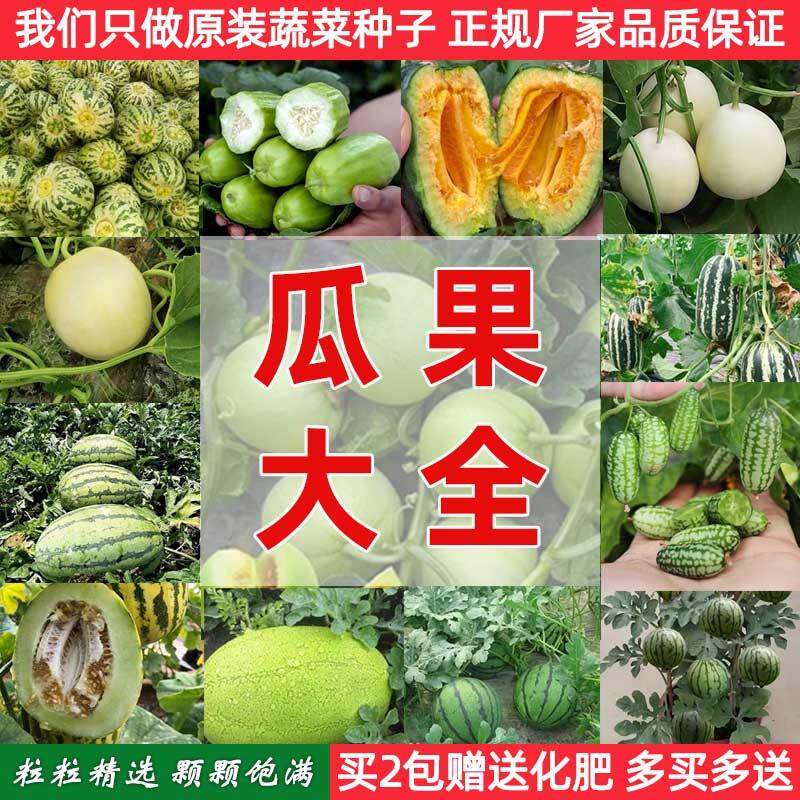 农家瓜果大全常用种子水果原装西瓜香瓜甜瓜种籽阳台土壤盆栽庭院图片