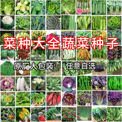 56种秋夏蔬菜种子丝瓜黄瓜辣椒豆角番茄子生菜白菜莴笋绣球调蓝剂