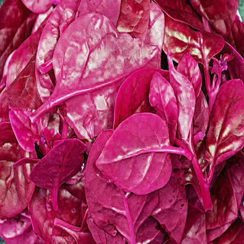 紫红木耳菜种种子绿木耳菜种子叶菜原装四季蔬菜种子大全菜子