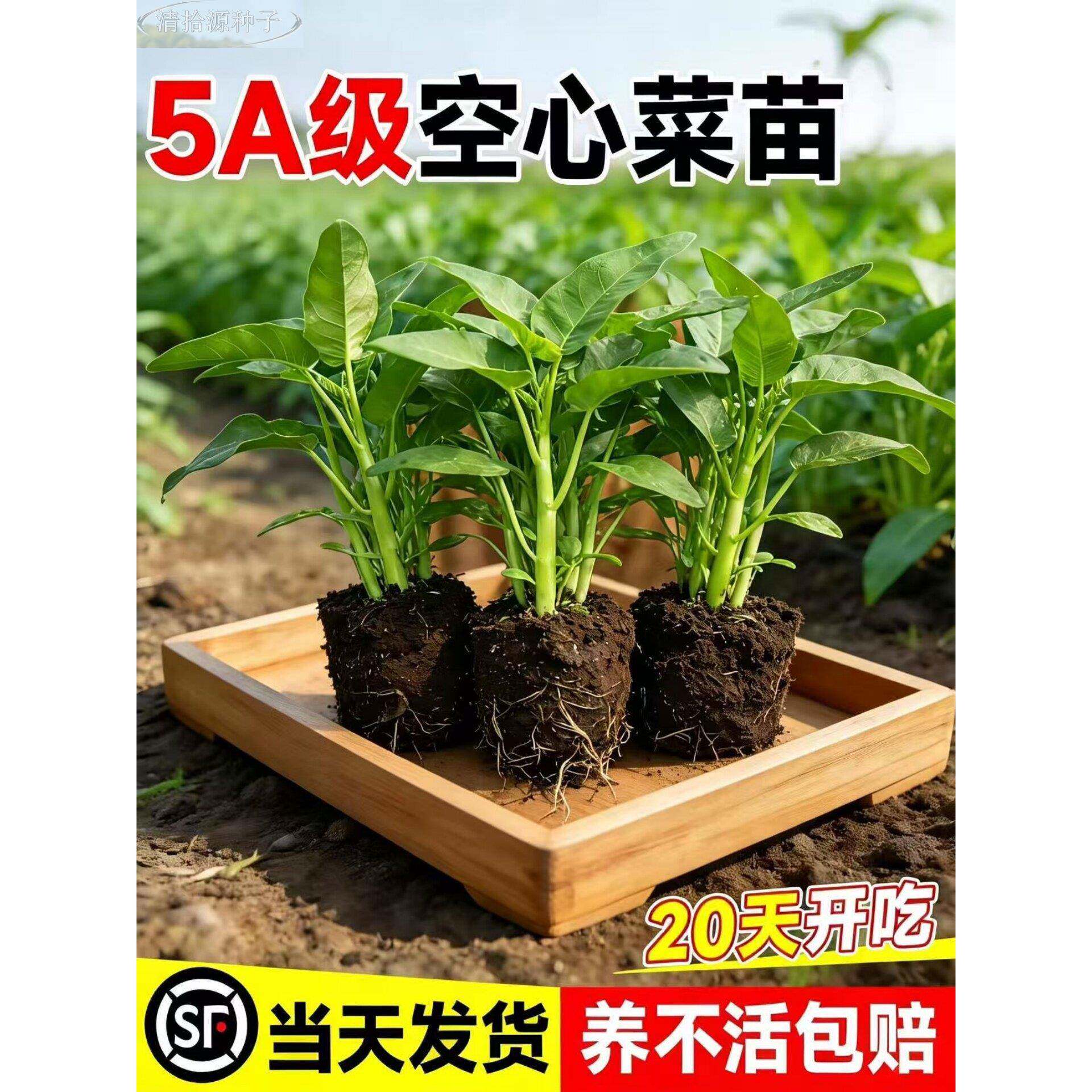 三叉空心菜秧苗四季好养蔬菜种子带根带土多茬菜大叶高产新鲜秧苗