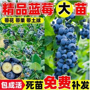 蓝莓薄雾蓝莓苗盆栽蓝莓果树苗大果耐寒南方北方种植嫁接兔眼蓝莓