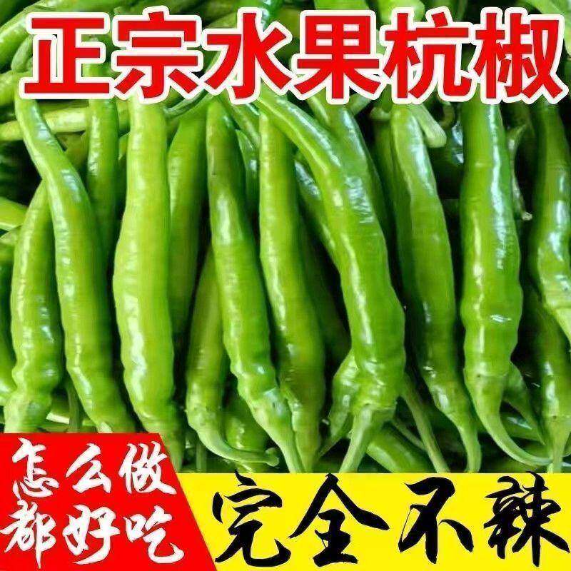 杭椒一号种子高产辣椒微辣杭椒一号不辣尖椒青椒四蔬季菜辣椒种子
