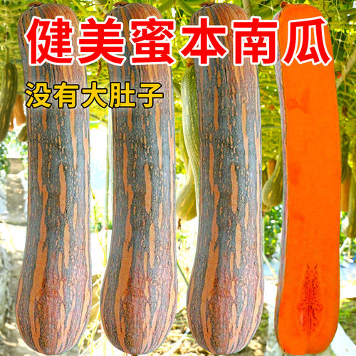蜜 本南种子 番瓜方瓜种子蜜本南瓜籽 瓜长南瓜种子 香甜早熟高产