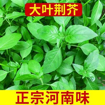 河南大叶荆芥种子苗孑小青荆菜带土带根盆栽籽种棘菜籽荆芥菜种籽