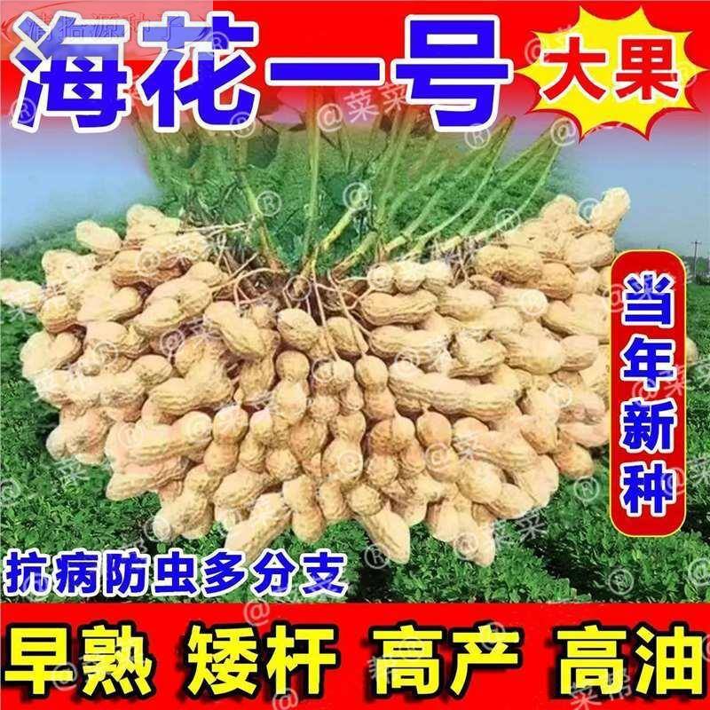 海花一号超高产花生种子原种薄壳矮秆新早熟高油抗旱农科院花生品