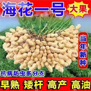 海花一号超高产花生种子原种薄壳矮秆新早熟高油抗旱农科院花生品
