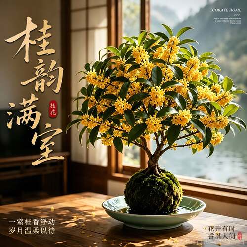 桂花树苗四季桂盆栽苔藓球带花苞室内花卉绿植物客厅桌面好养开花