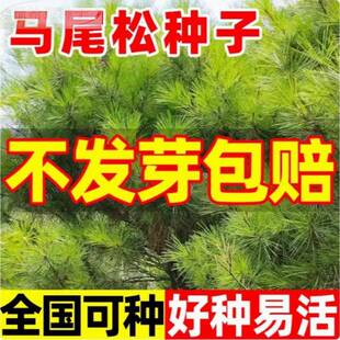 马尾松种子新采松树种种籽马尾松籽小树苗松仁子子高大松树种子