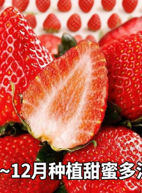 四季阳台盆栽种植黑珍珠草莓种籽可食用大棚高产牛奶草莓种子南方