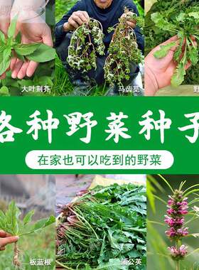 蒲公英种种籽板蓝根荠荠菜大叶荆芥马齿苋冬寒菜种苗孑幼子苗