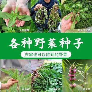 蒲公英种种籽板蓝根荠荠菜大叶荆芥马齿苋冬寒菜种苗孑幼子苗