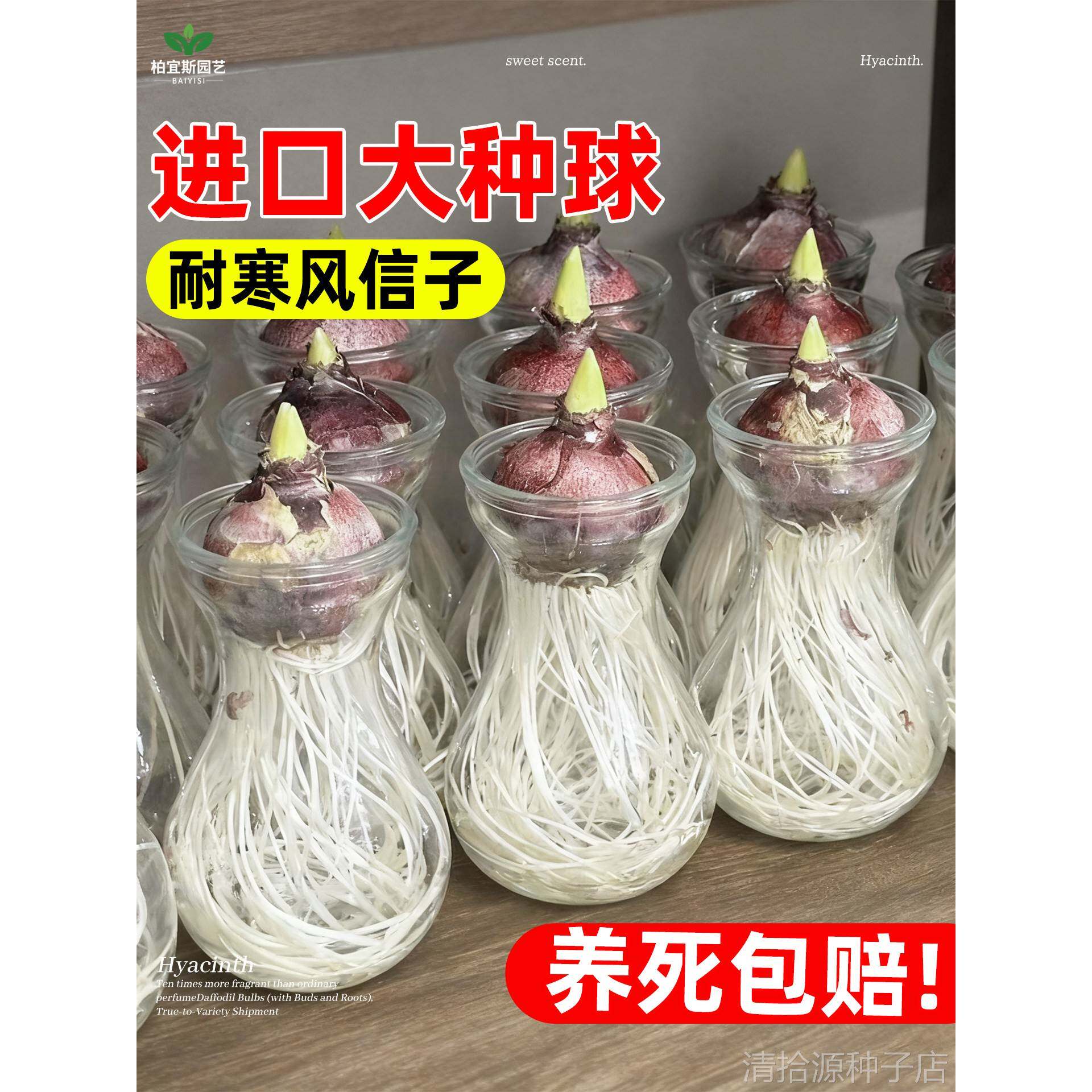 风信子种球水培盆栽带芽特大进口球根植物花卉室内花水仙种子土培