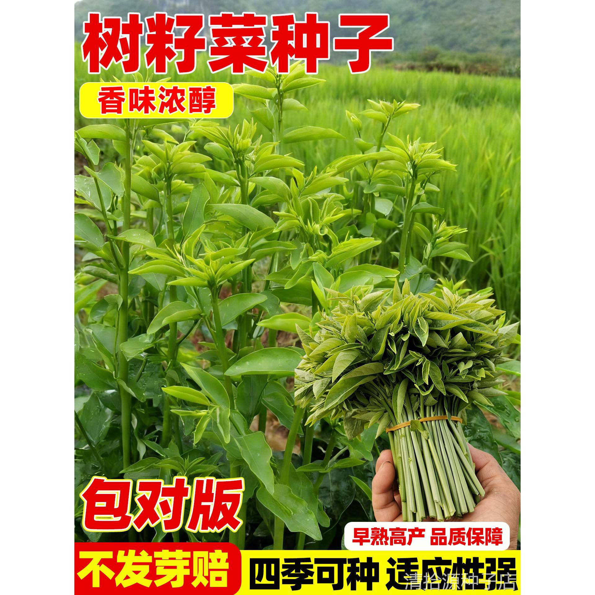 树仔菜种子树籽菜种籽天绿香菜苗阳台庭院种植阳台盆栽四季青菜苗