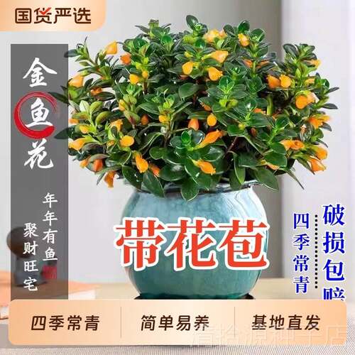 金鱼吊兰盆栽带花苞金鱼花四季室内客厅阳台常青绿植物好养活花卉