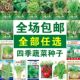 蔬菜种子四季 阳台植物盆栽番茄黄瓜生菜小葱萝卜籽大全葱菜籽黄心