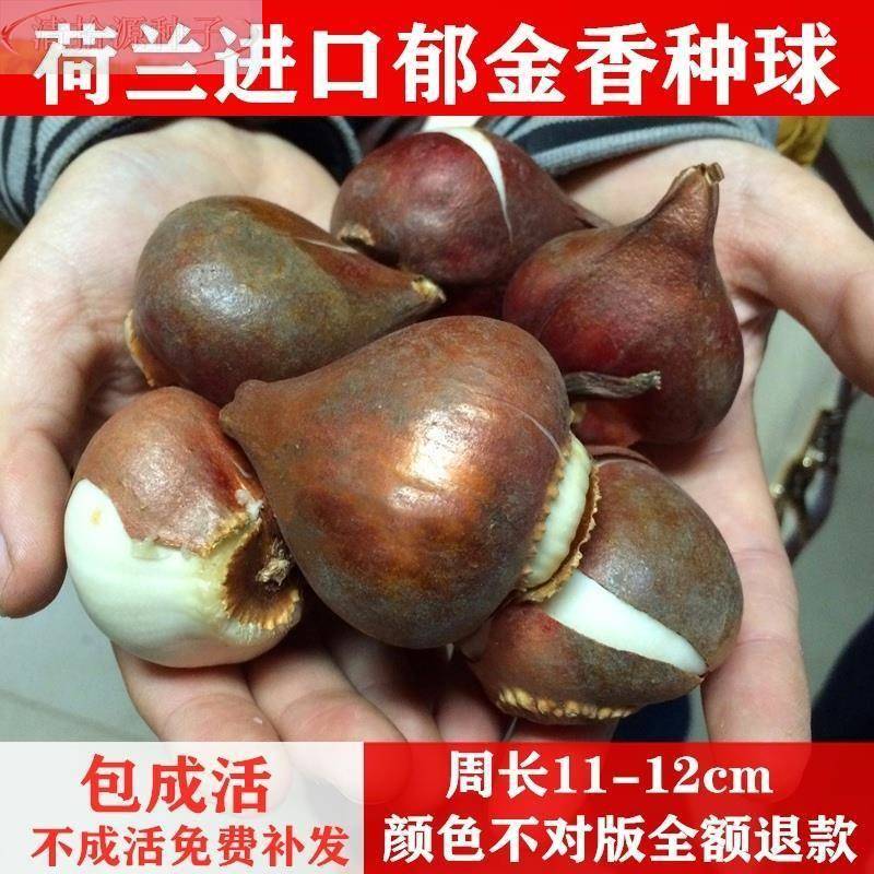 荷兰进口郁金香种球球大重瓣花卉盆栽水培植物室内外四季好养种子