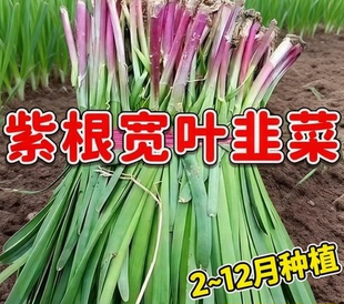 四季紫根韭菜种子抗病速长香白根不休眠宽韭菜蔬菜园艺菜园韭菜籽