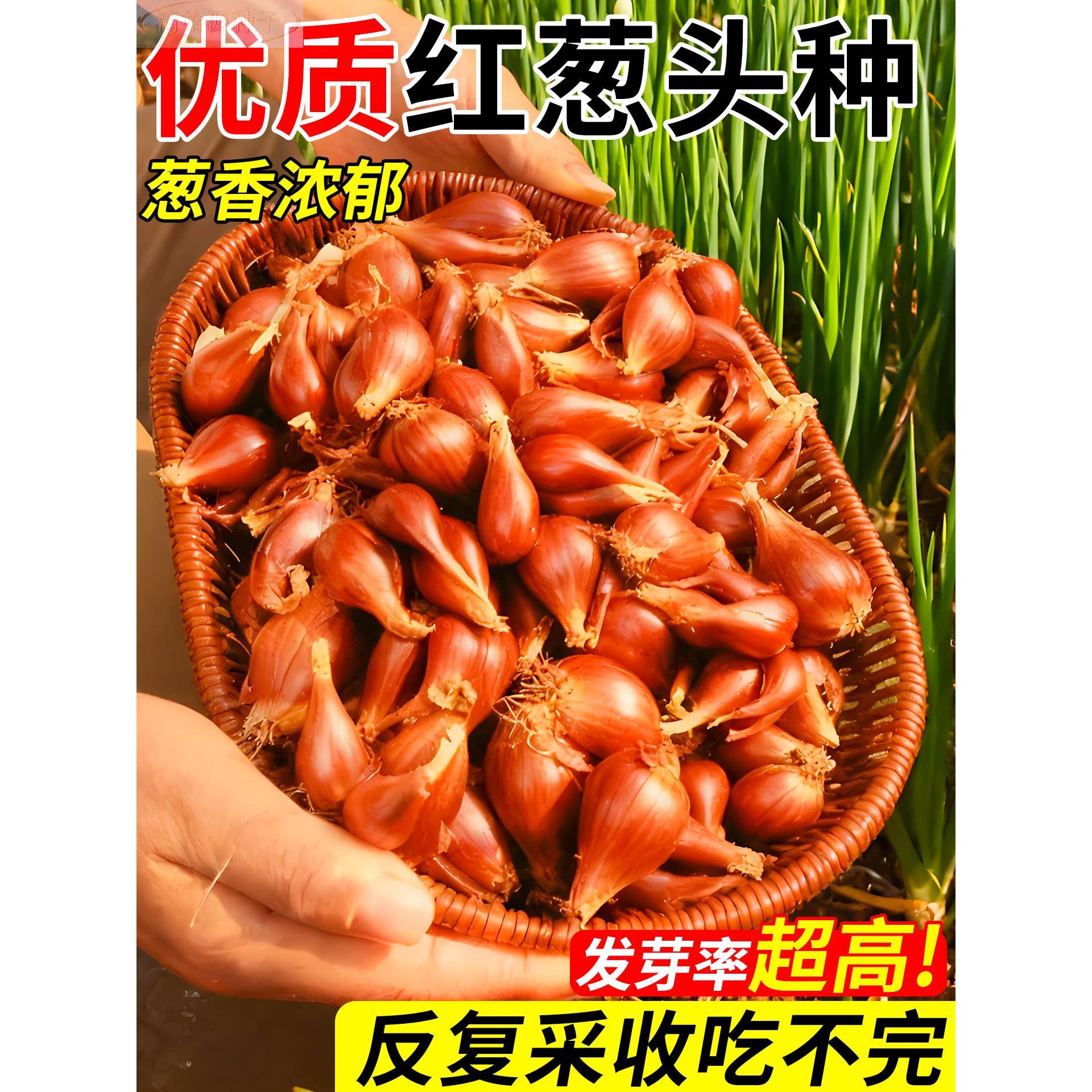 葱头四种子小葱香葱带根红葱头种季菜苗秧苗盆栽蔬菜大全冬季耐寒