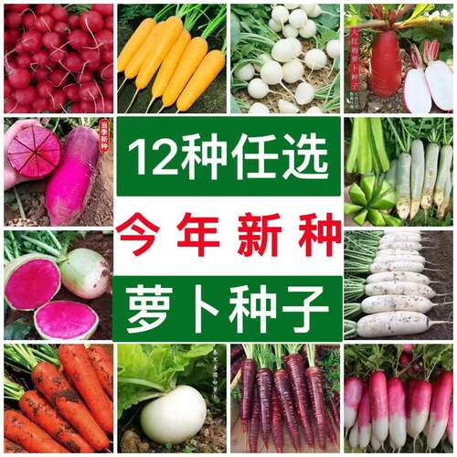 5包 萝卜种子露头青老品种萝卜籽秋种冬耐储阳台土壤种植水果萝卜