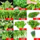 蔬菜种子四季 白菜生菜香葱播种阳台植物盆栽辣椒萝瓜果秋种籽大全