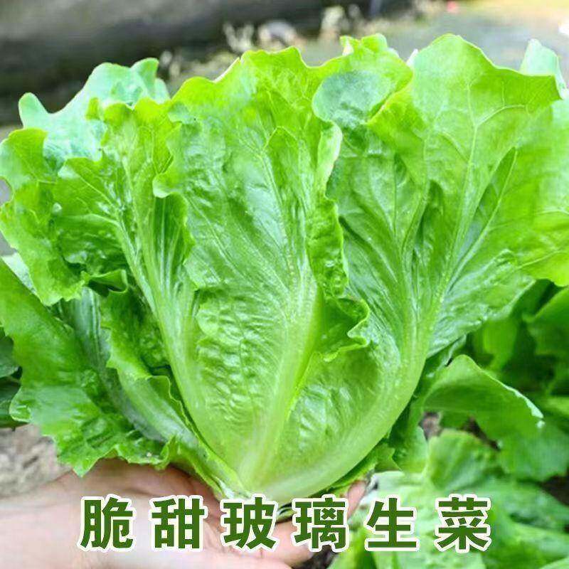 玻璃生菜新鲜蔬菜叶菜类生菜烤肉凉拌甜脆多汁沙拉菜农家新鲜蔬菜