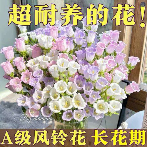 风铃草种子秋夏开花花见土就活室内外庭院阳台易活草花籽植物花籽