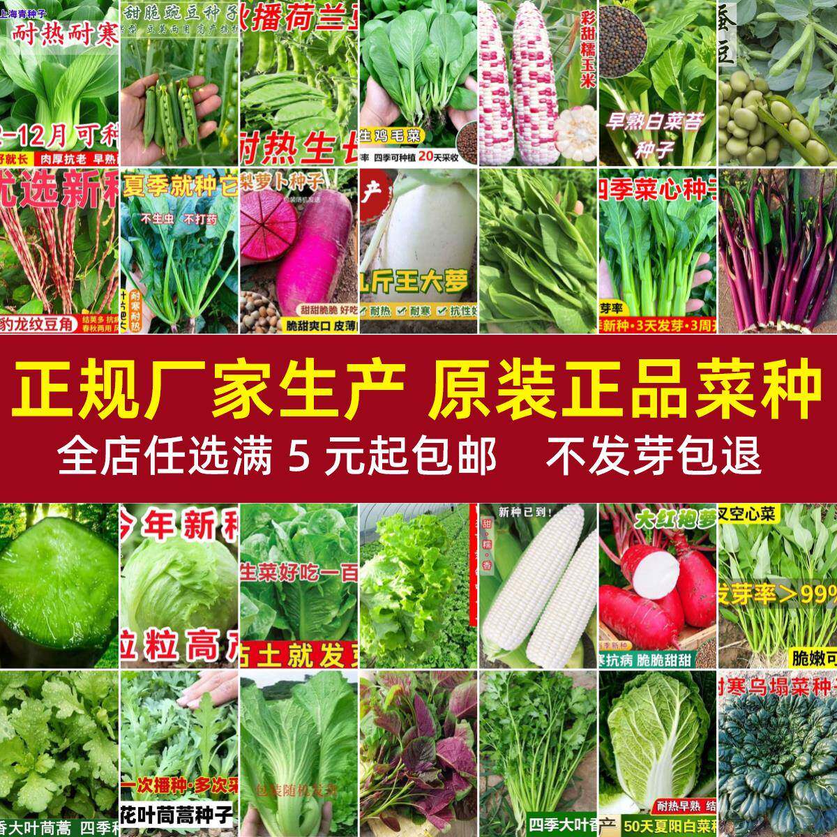 蔬菜种子四季盆栽播阳台庭院菠菜香菜萝卜白菜简单春易种籽肥大全