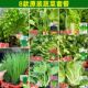 秋冬蔬菜种莓子大全室内农菜家阳台院播种香草外生菜辣椒菜上庭海