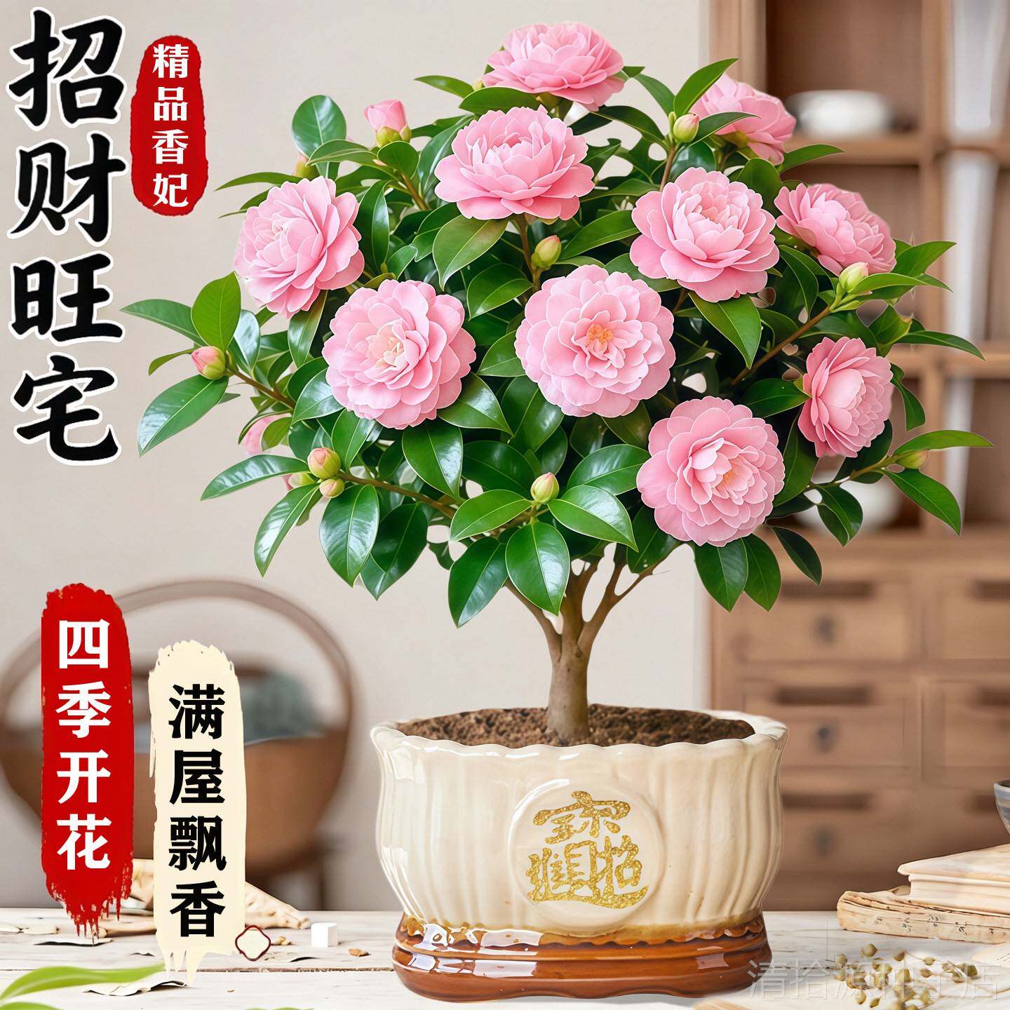 香妃山茶花树苗春夏开花盆栽室内外庭院盆景带花苞好养活花卉绿植