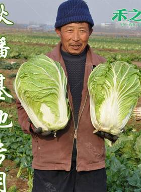 大白菜种子白菜籽蔬菜山东胶州白菜种孑冬季季种四籽大全秋季5869