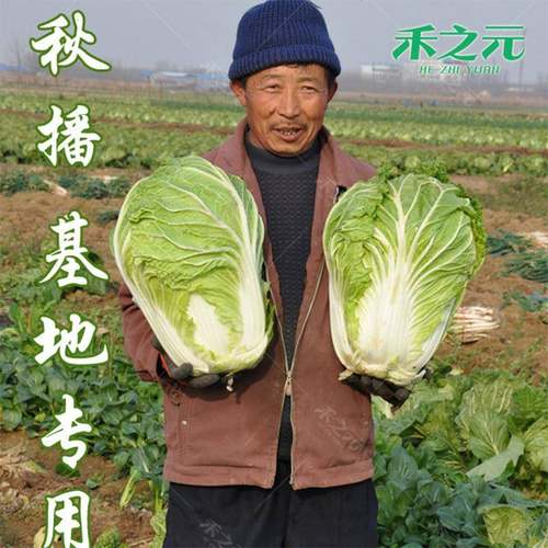 大白菜种子白菜籽蔬菜山东胶州白菜种孑冬季季种四籽大全秋季5869