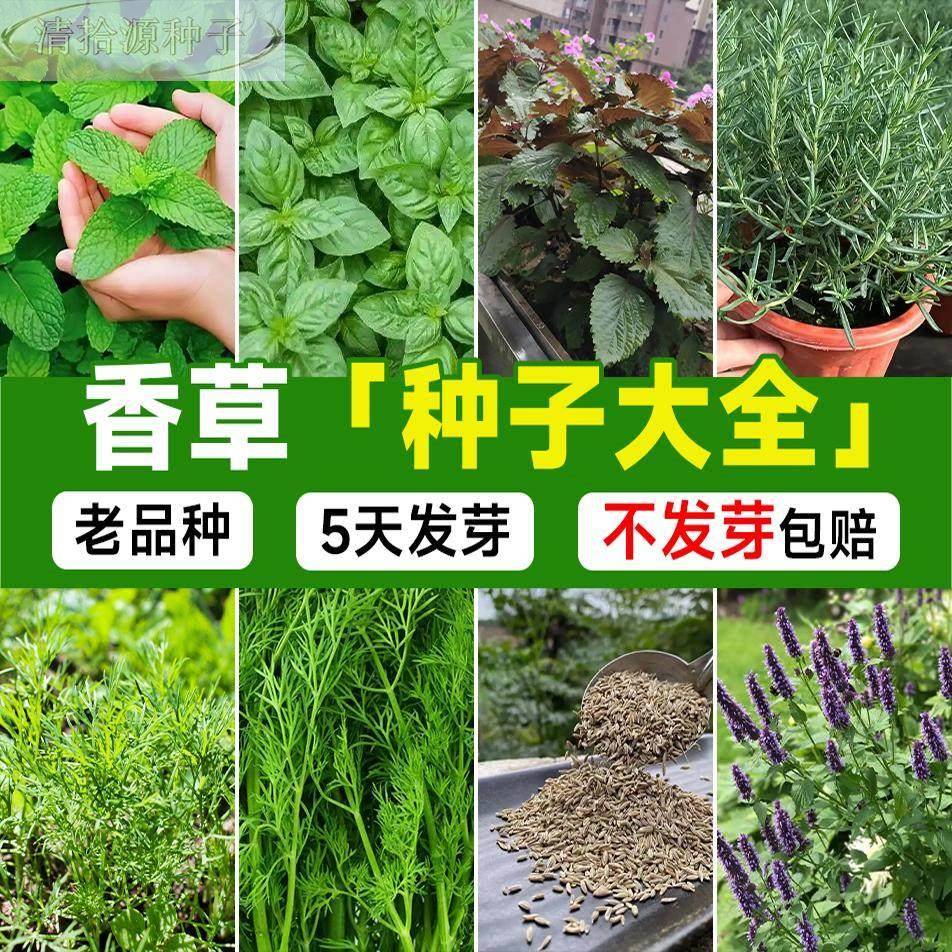 香草种子大全四季高产易活迷迭香罗勒食用薄可荷种籽盆栽调料种孑图片