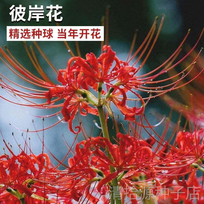 彼岸花种球曼珠沙华盆栽红花换锦石蒜大种球阳台花卉四季种植开