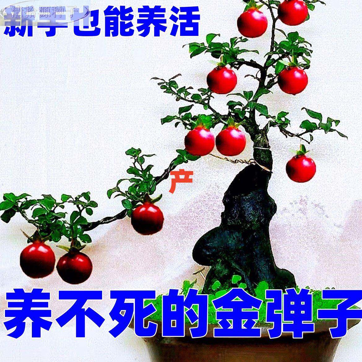 金弹子可挂果盆栽四川叶金单子带造型果盆景观小苗小母桩练手母带
