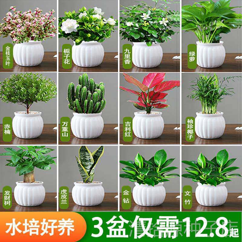 绿植盆栽室内好养水培植物适合客厅办公室桌面花卉发财树绿萝甲全