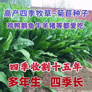 菊苣种籽大叶多年生喂猪菜子牛羊鱼鸡鸭鹅爱吃的牧种草种子兔子草