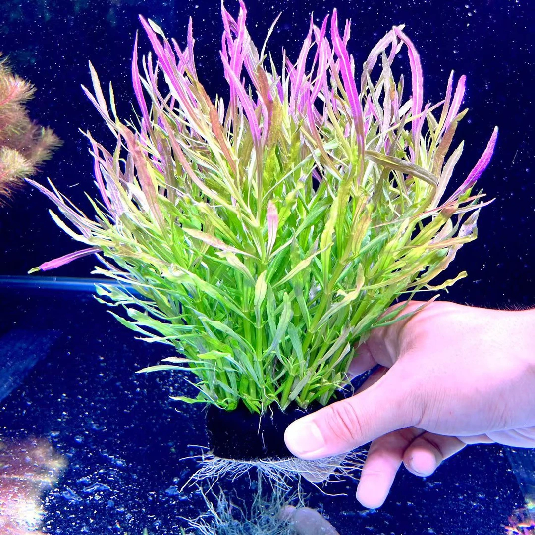 巴西百叶坨草新手水族鱼缸入缸即成景真水草中后景绿宫廷淡水摆件